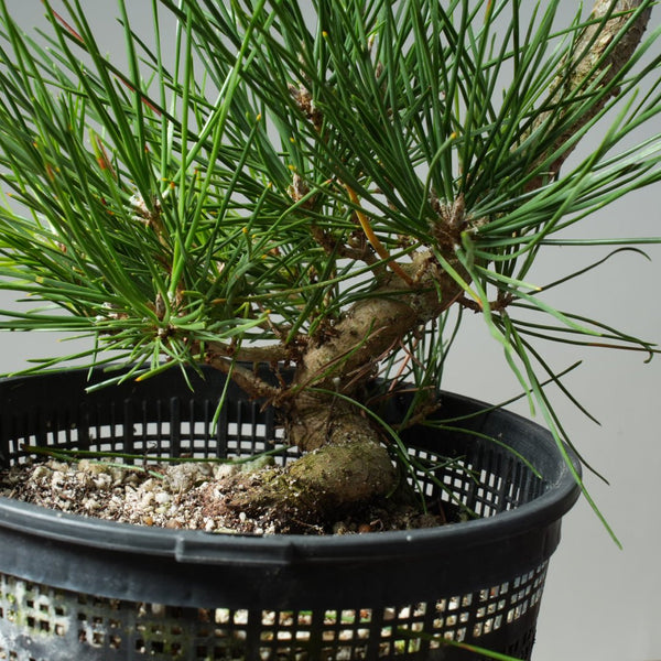 Japanese Black Pine 592 - Bonsaify