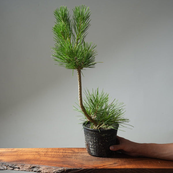 Japanese Black Pine 592 - Bonsaify