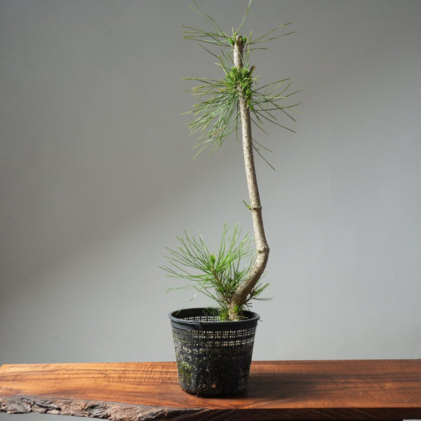 Japanese Black Pine 593 - Bonsaify