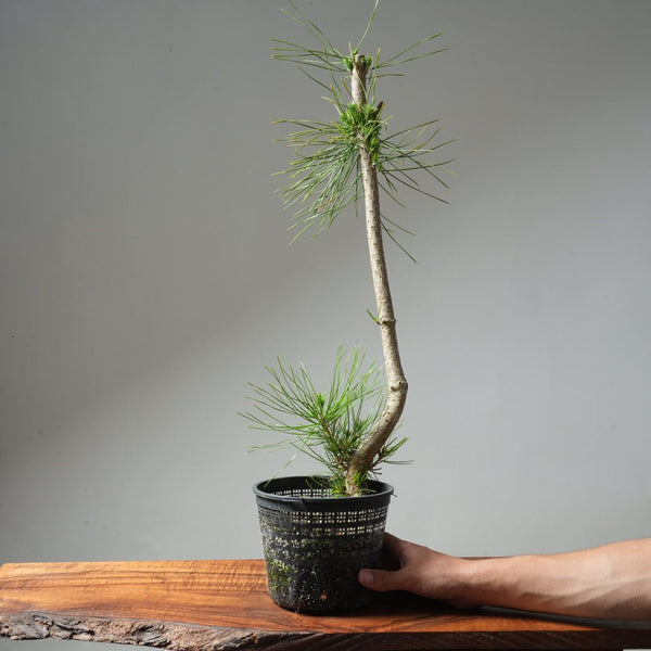 Japanese Black Pine 593 - Bonsaify