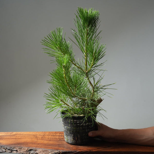Japanese Black Pine 594 - Bonsaify