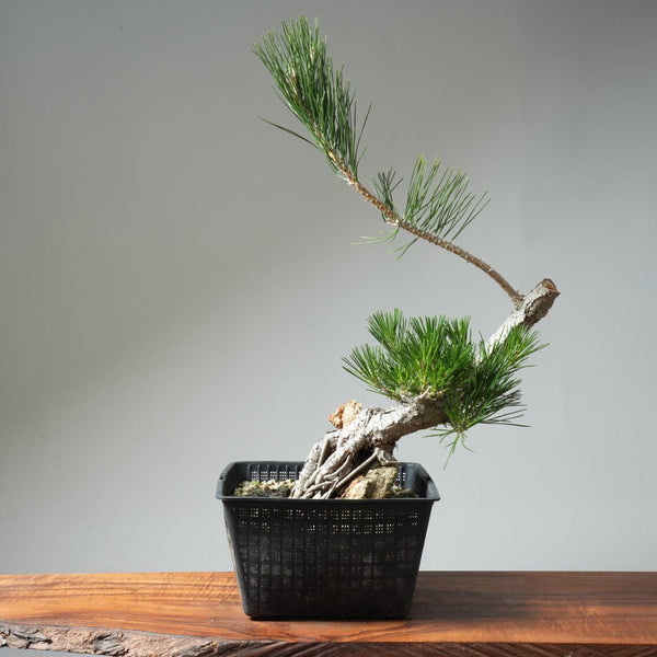 Japanese Black Pine Root - Over - Rock 569 - Bonsaify