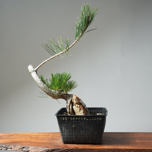 Japanese Black Pine Root - Over - Rock 569 - Bonsaify