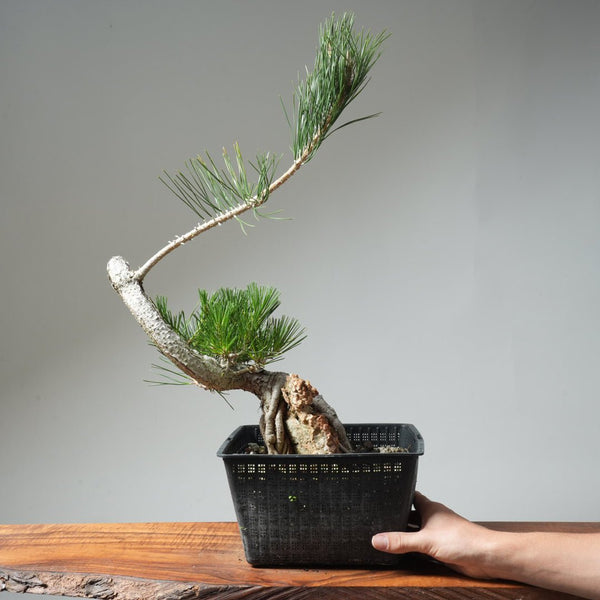Japanese Black Pine Root - Over - Rock 569 - Bonsaify