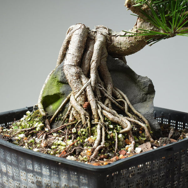 Japanese Black Pine Root - Over - Rock 570 - Bonsaify