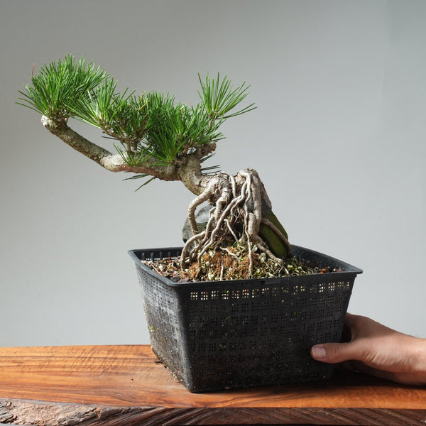 Japanese Black Pine Root - Over - Rock 570 - Bonsaify