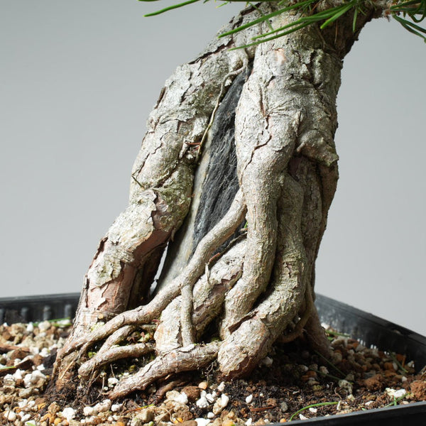 Japanese Black Pine Root - Over - Rock 572 - Bonsaify