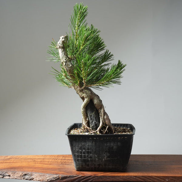 Japanese Black Pine Root - Over - Rock 572 - Bonsaify