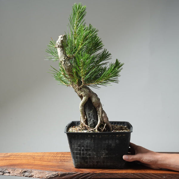 Japanese Black Pine Root - Over - Rock 572 - Bonsaify