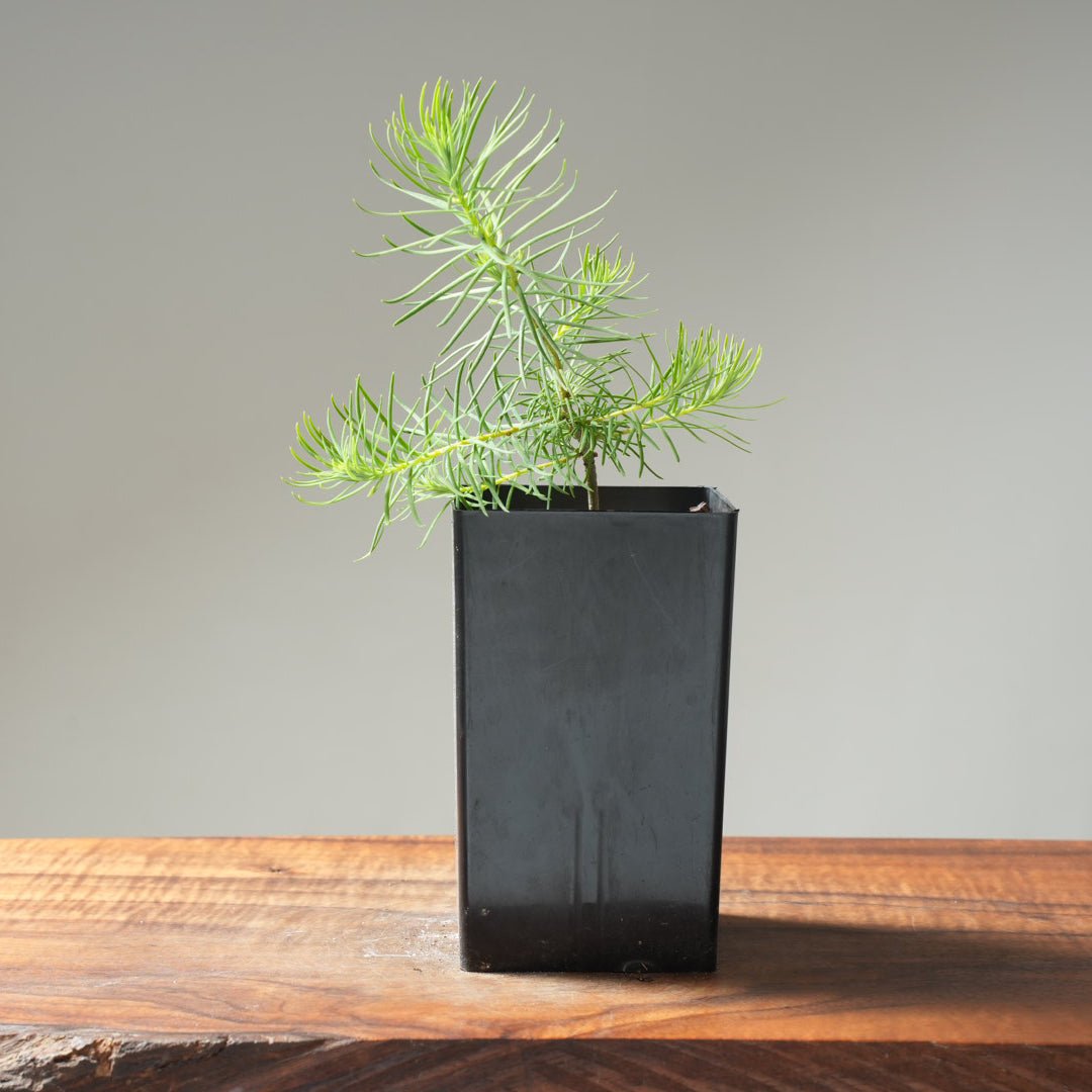 Japanese Larch Bonsai Starters – Bonsaify