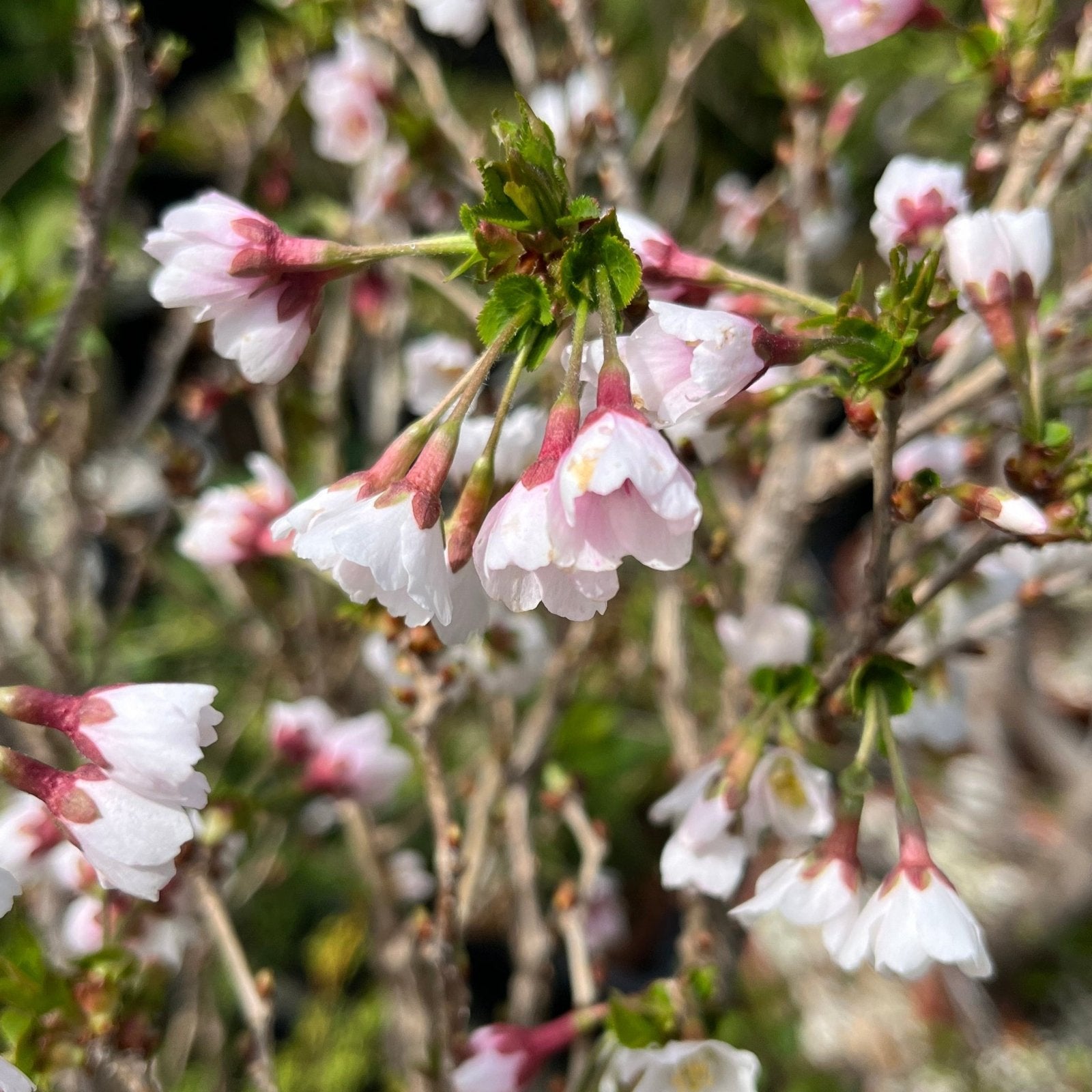 'Kojo - No - Mai' - Dwarf Contorted Fuji Cherry Bonsai Starters - Bonsaify