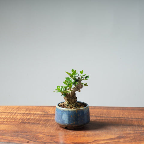 Mini Olive Bonsai #1 - Bonsaify