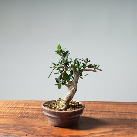 Mini Olive Bonsai #11 - Bonsaify