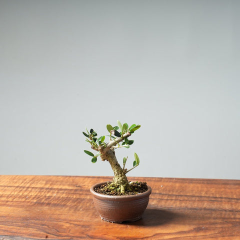 Mini Olive Bonsai #13 - Bonsaify