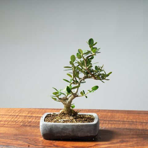 Mini Olive Bonsai #16 - Bonsaify