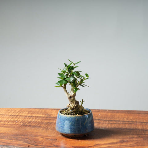 Mini Olive Bonsai #17 - Bonsaify