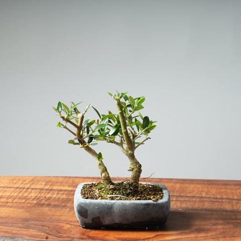 Mini Olive Bonsai #21 - Bonsaify