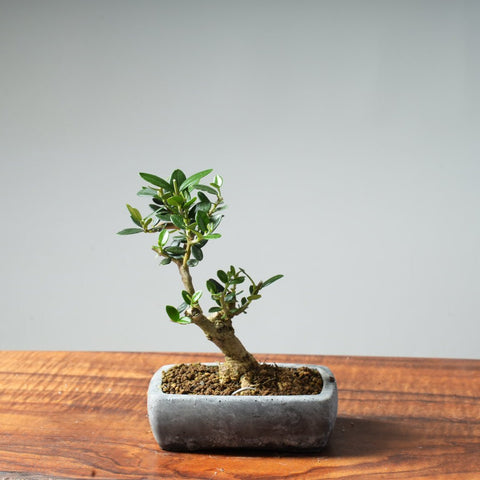Mini Olive Bonsai #22 - Bonsaify