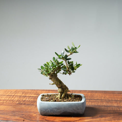 Mini Olive Bonsai #25 - Bonsaify