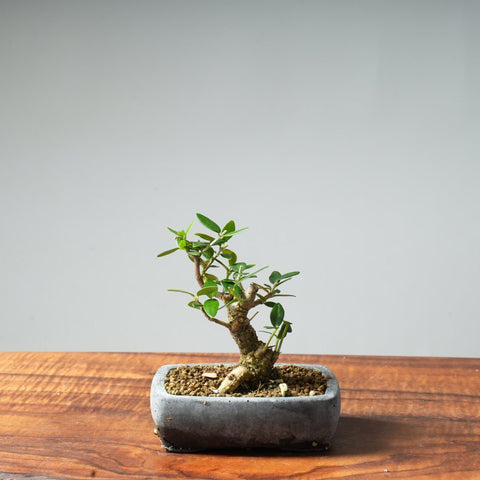 Mini Olive Bonsai #26 - Bonsaify