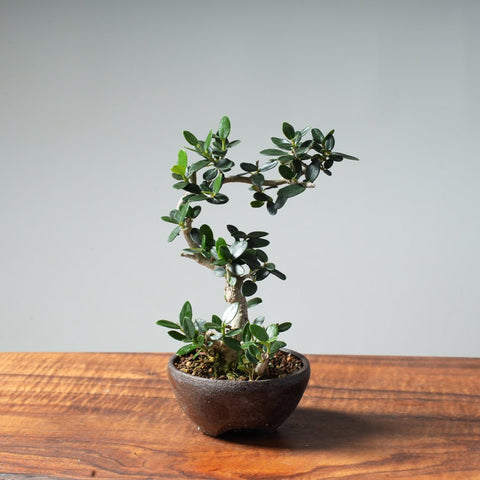 Mini Olive Bonsai #3 - Bonsaify