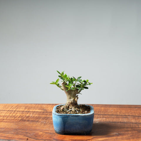 Mini Olive Bonsai #35 - Bonsaify