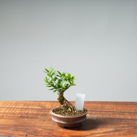 Mini Olive Bonsai #38 - Bonsaify