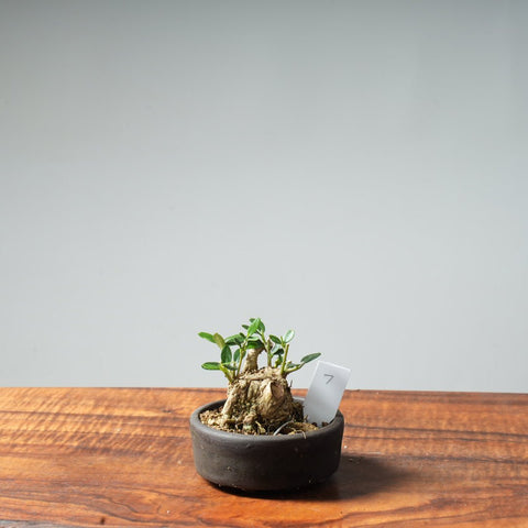 Mini Olive Bonsai #7 - Bonsaify