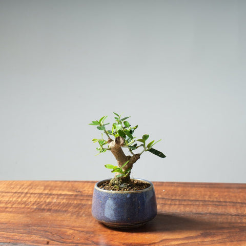 Mini Olive Bonsai #9 - Bonsaify