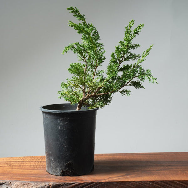 One - Gallon Kishu Juniper Bonsai 563 - Bonsaify