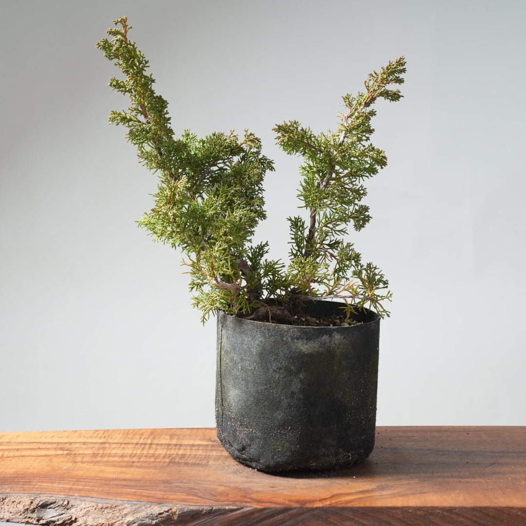 Kishu Juniper 1-Gallon Pre-Bonsai Stock