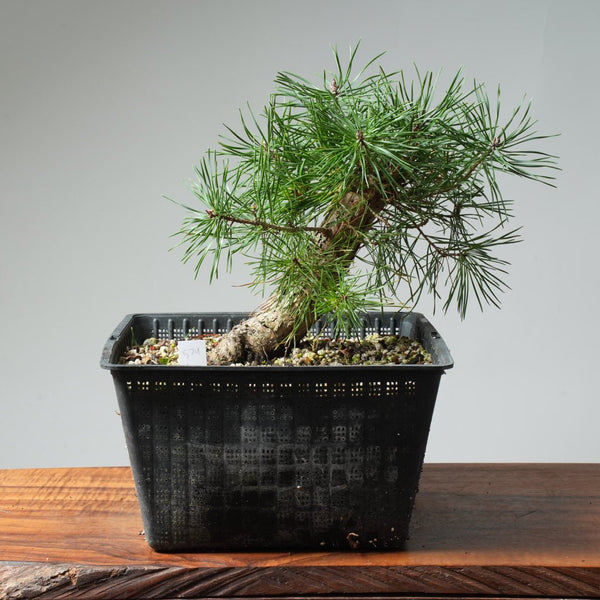 Scots Pine Bonsai 574 - Bonsaify