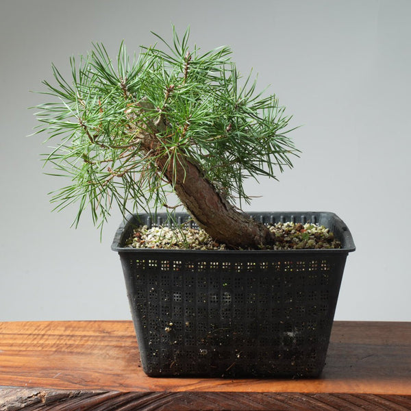 Scots Pine Bonsai 574 - Bonsaify