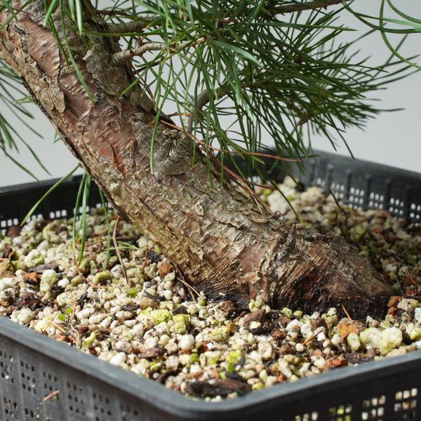 Scots Pine Bonsai 574 - Bonsaify