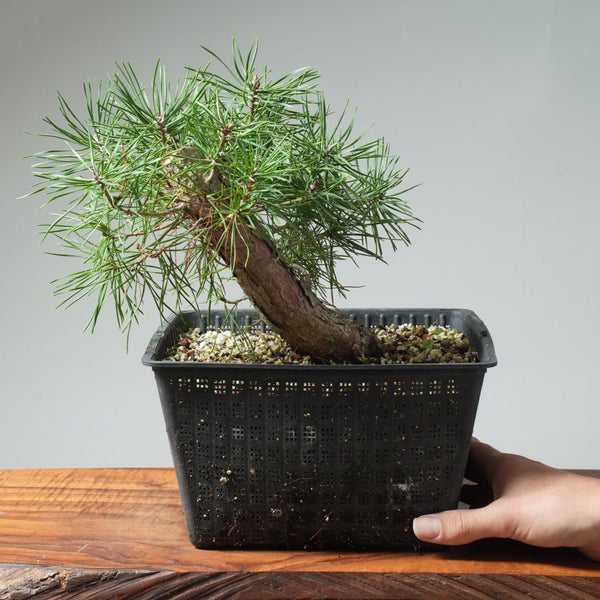 Scots Pine Bonsai 574 - Bonsaify