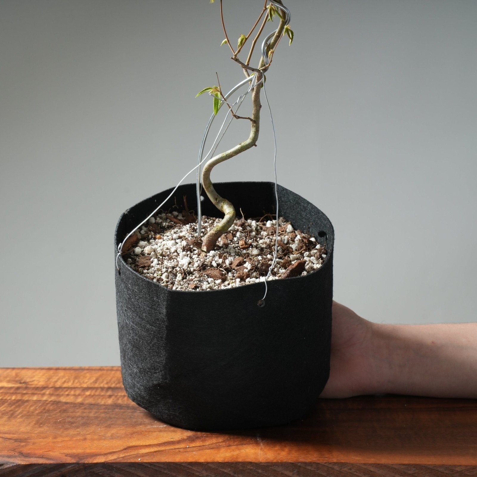 pot plant bags Soft-Sided Grow Bags – Bonsaify