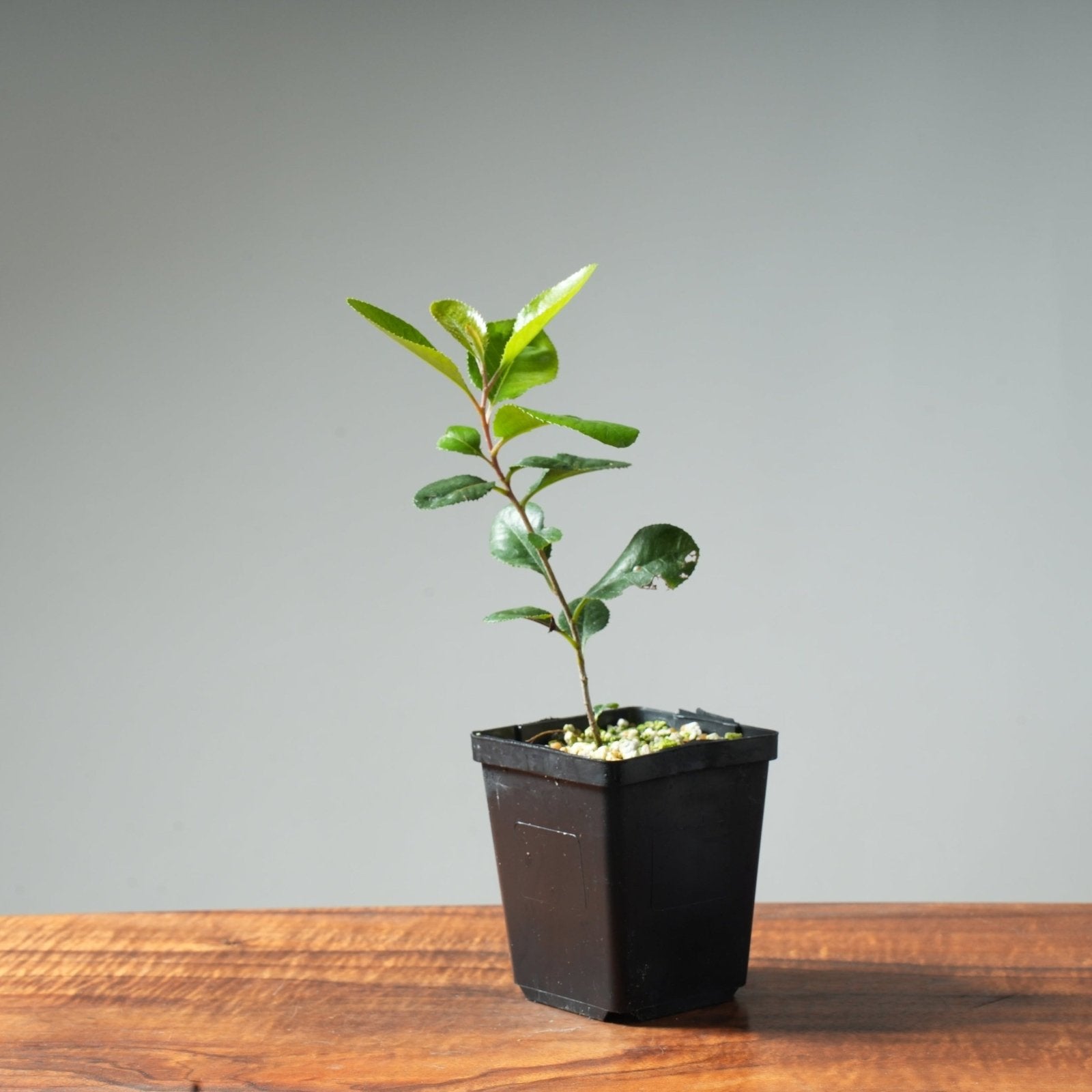 bonsai starter tree Toyon (California Holly) Bonsai Starter – Bonsaify