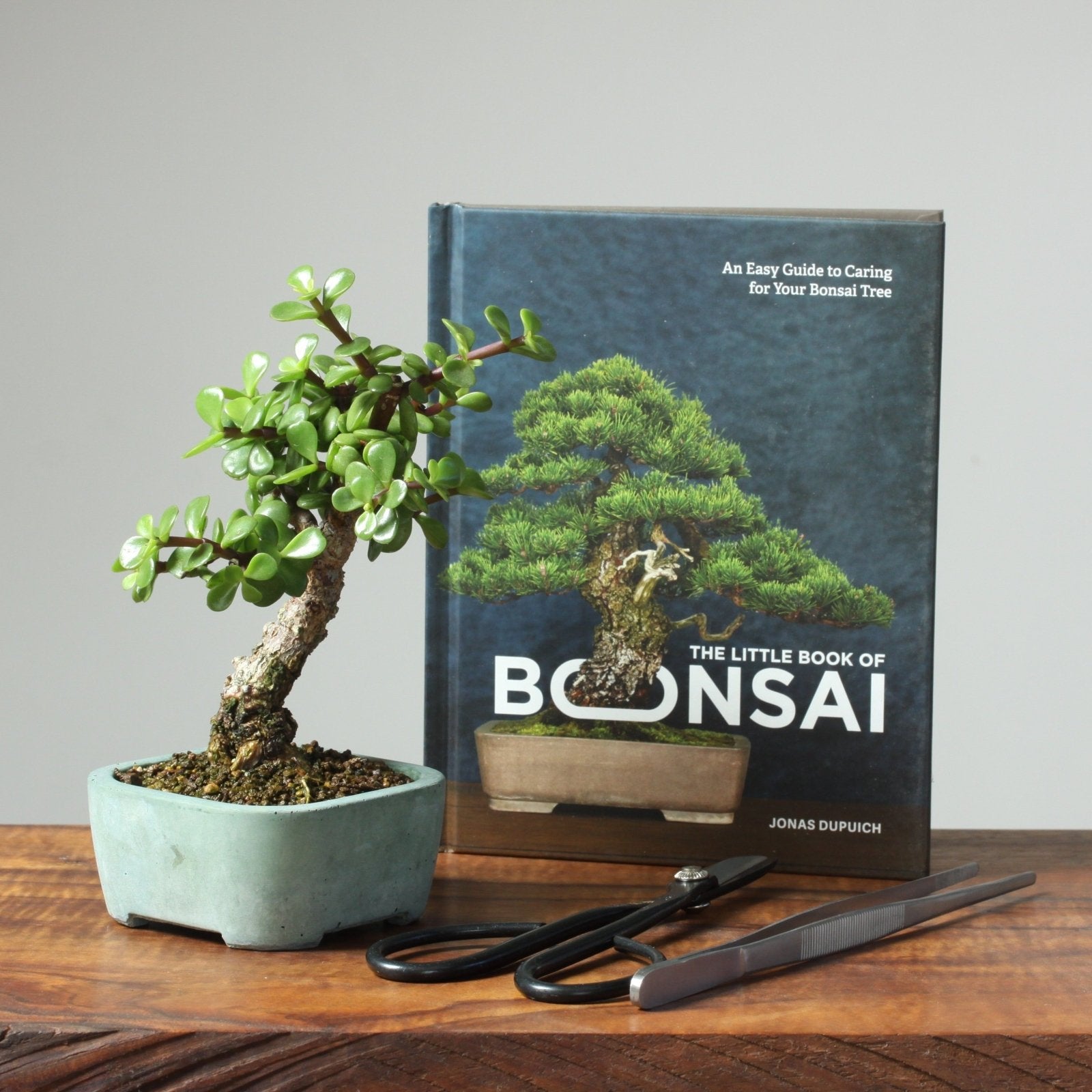 Bonsaify | Dwarf Jade Bonsai Gift Bundle