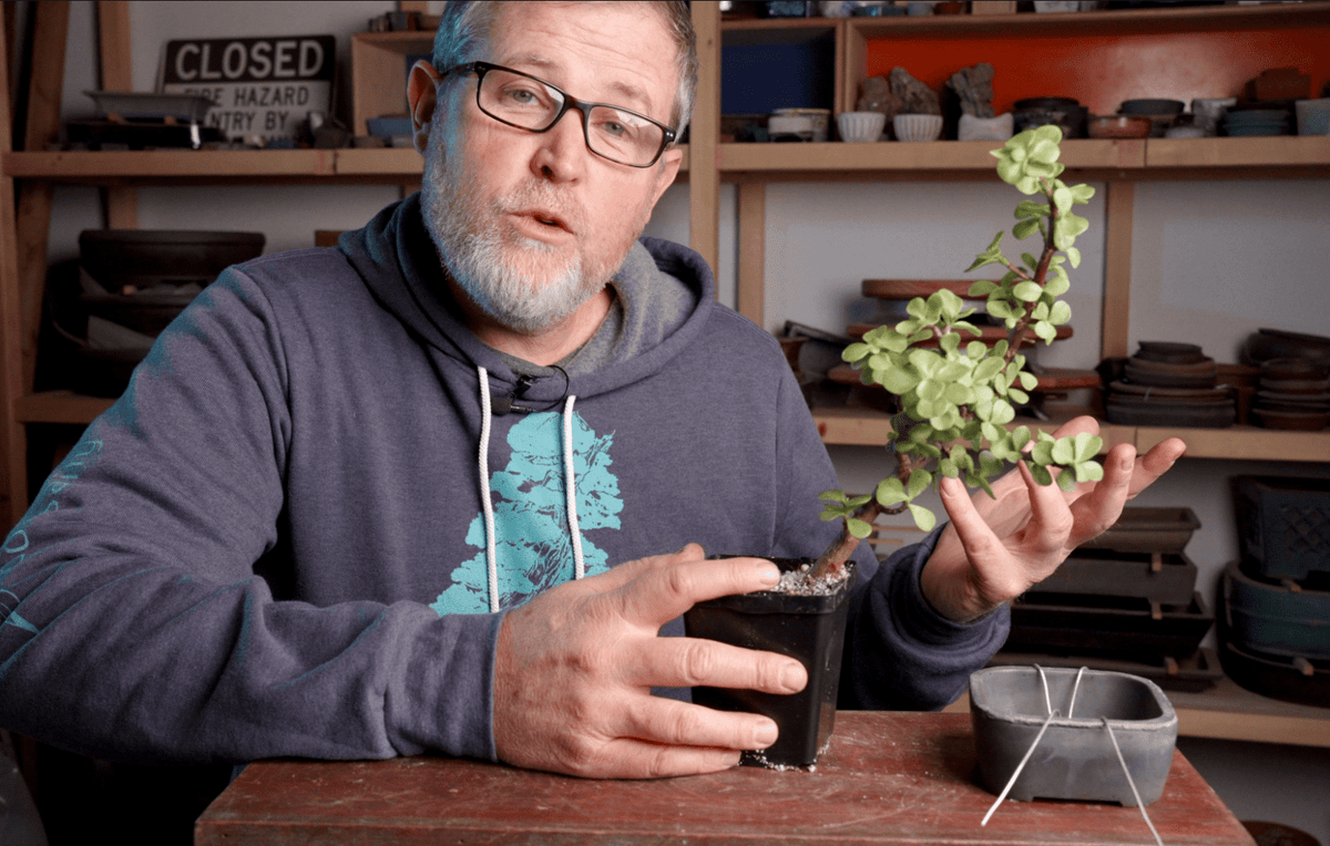 Bonsai Basics eCourse How to Make an Indoor Bonsai Tree Bonsaify