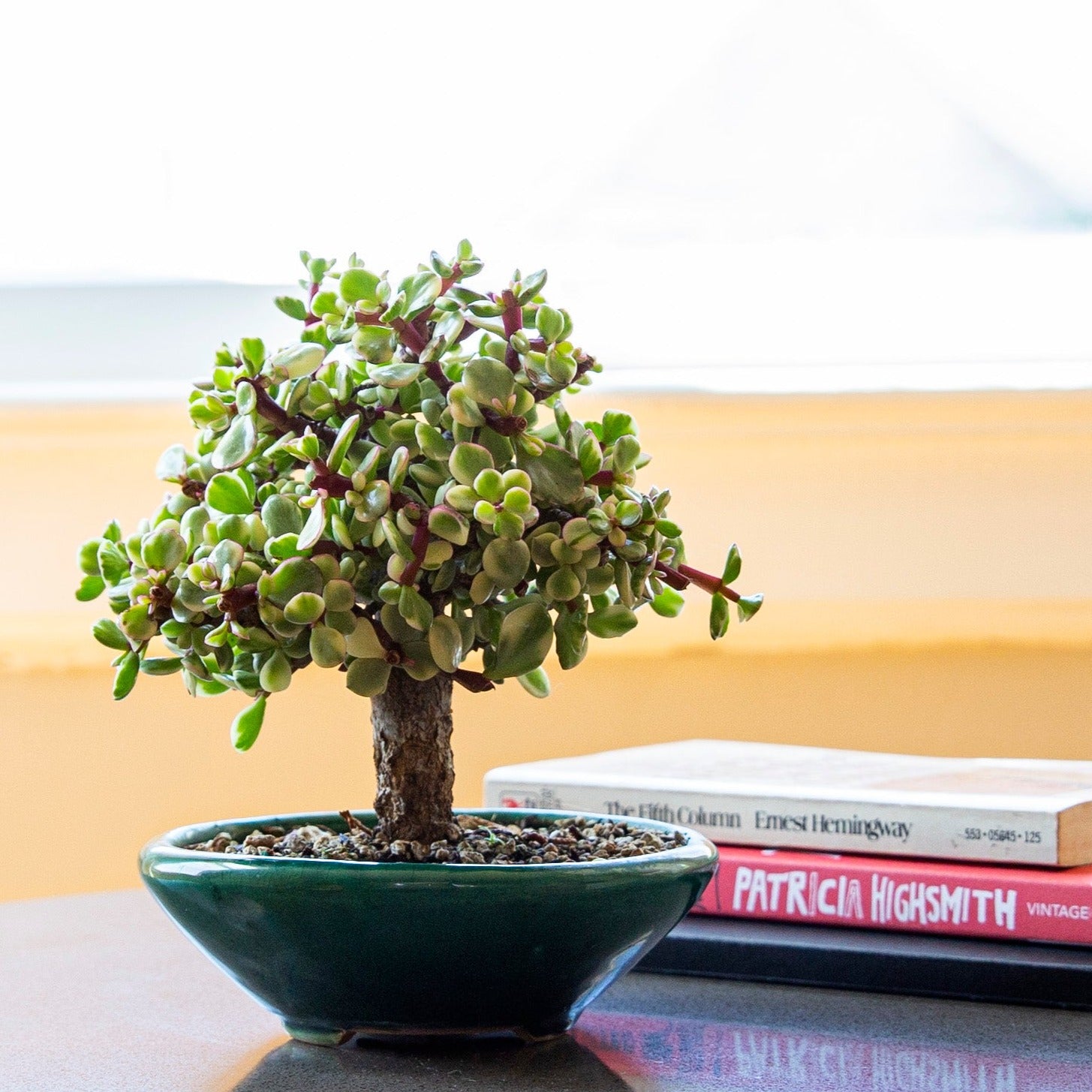grow your own indoor bonsai tree Bonsai Basics eCourse: How to Make an Indoor Bonsai Tree
