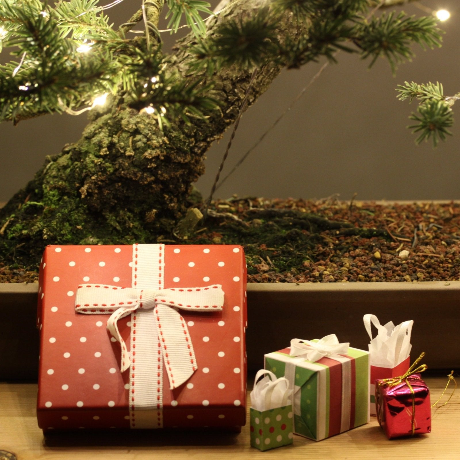 bonsai tree christmas gift Bonsaify