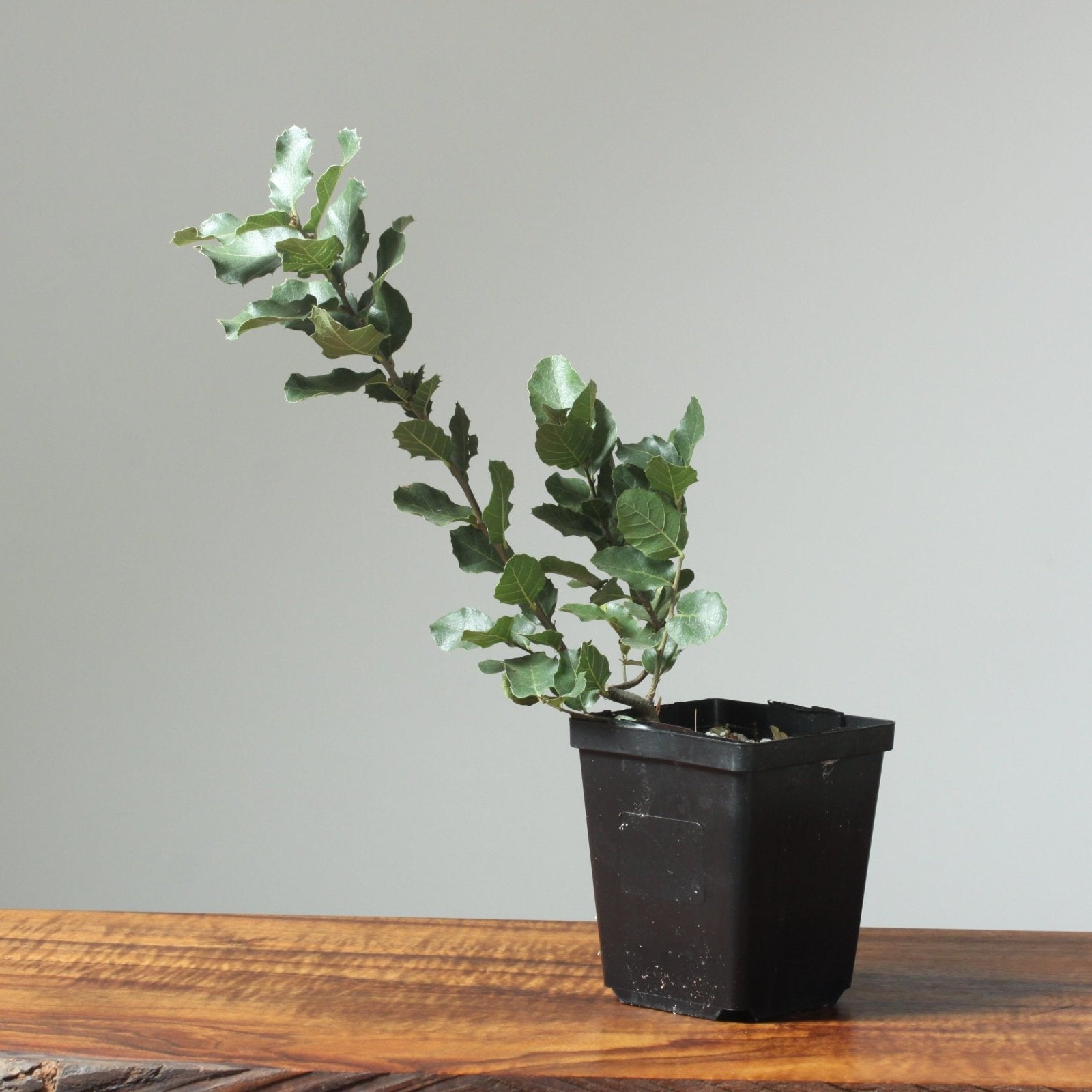 Cork Oak Bonsai Starter – Bonsaify