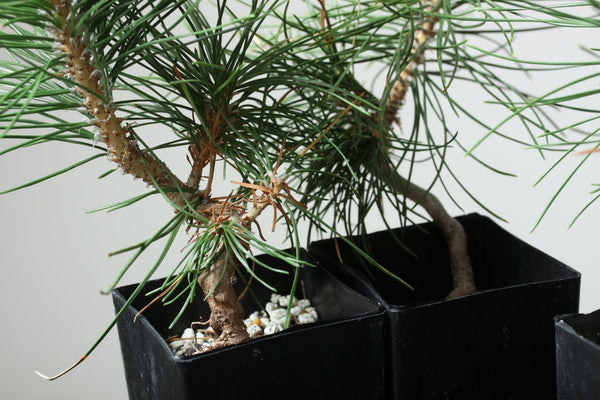 Japanese Black Pine For Exposed Root and Root Over Rock - Bonsaify