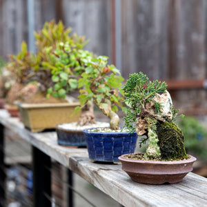 5 Tips for Starting a Bonsai Collection