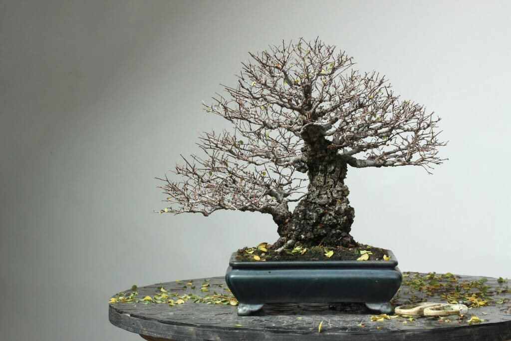 A Little Fall Kifu Elm Bonsai Clean-up