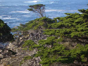 An Appreciation for Monterey Cypress
