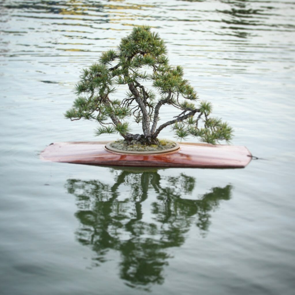 Bonsai Kayak