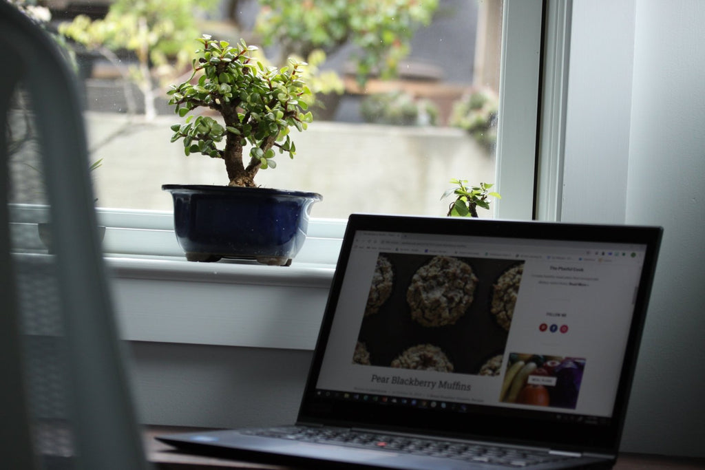Bonsai Trees That Can Live on Your Office Desk