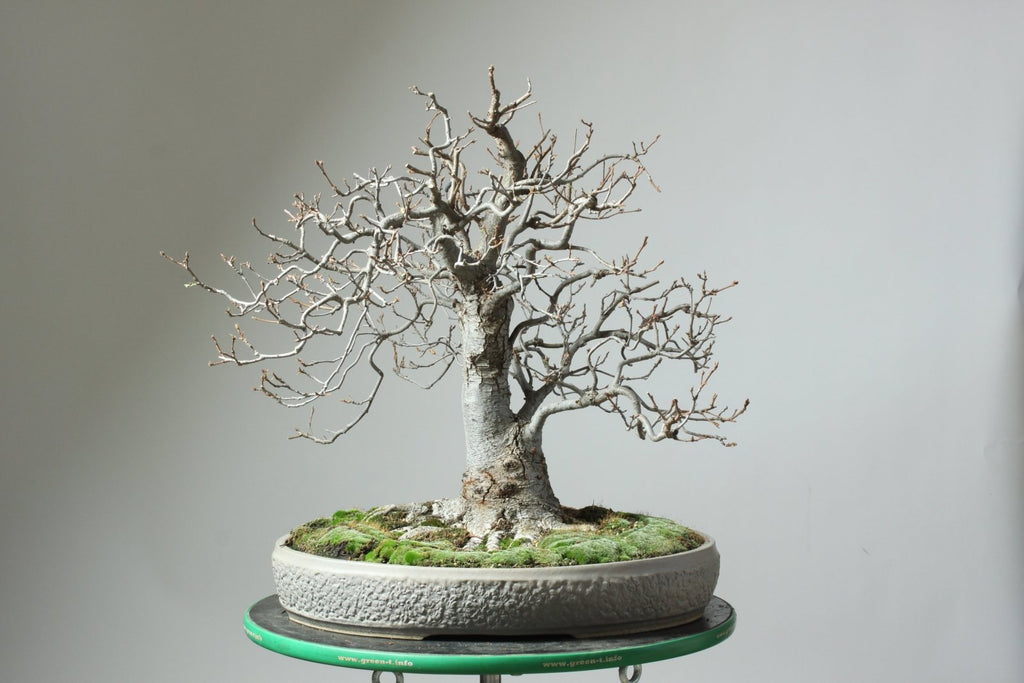 Can any tree be a bonsai?