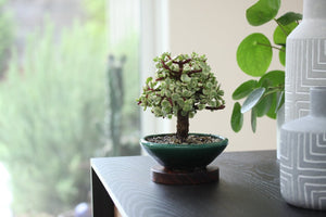 Can Bonsai be Grown Indoors?